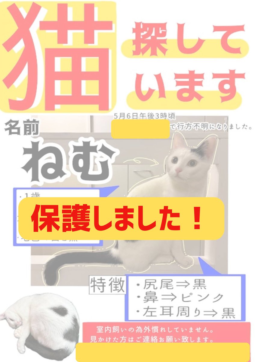 rikunanakotaro's tweet photo. ㅤ
福島県須賀川市で迷子になっていた
ネムちゃん、無事保護しました‼️

ご協力ありがとうございました！

#福島県 #須賀川市
#迷い猫 #迷子猫 #迷子の猫 https://t.co/otMGTxKqGP