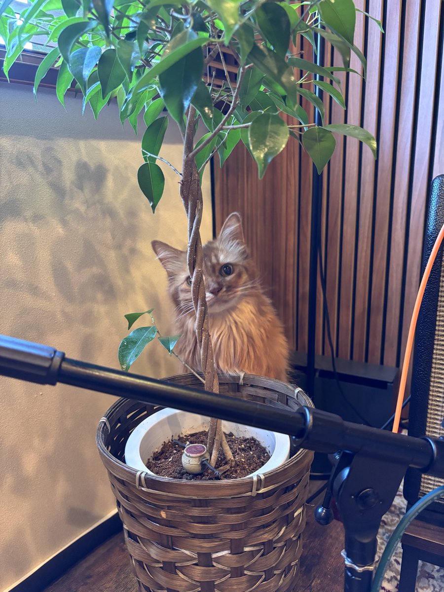 𝘀𝗹𝗲𝗲𝗽𝘄𝗮𝗹𝗸𝗲𝗿 tweet media