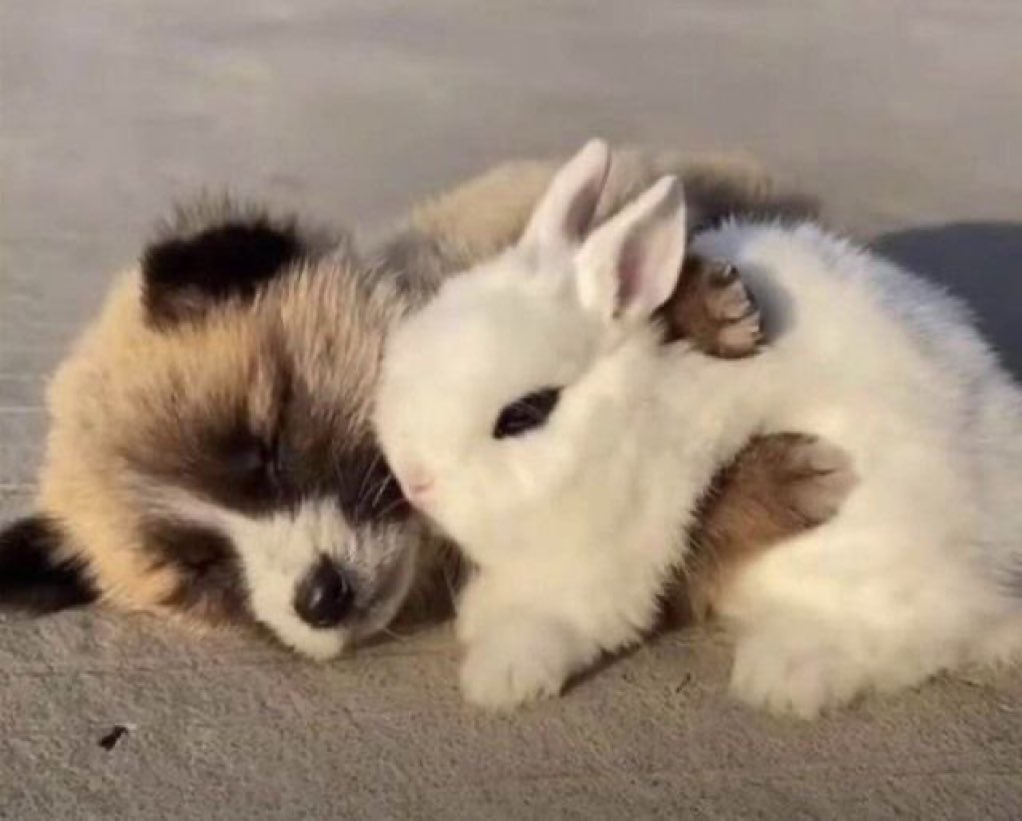 bunny tweet media