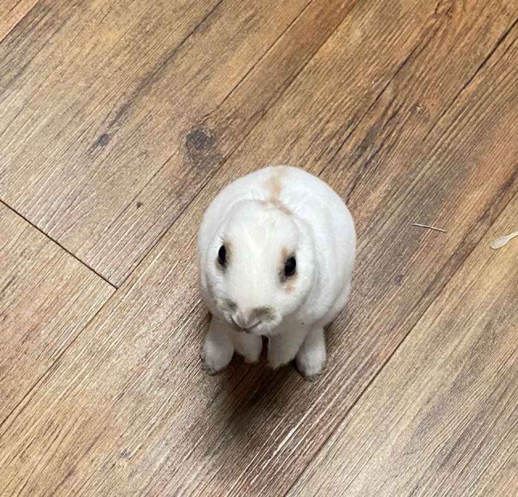 bunny tweet media