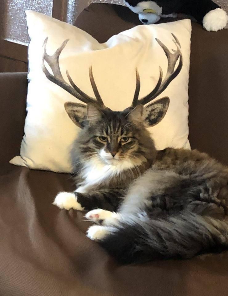 deershouldnt's tweet photo. What kind of deer is this? https://t.co/rqhirpP6H9