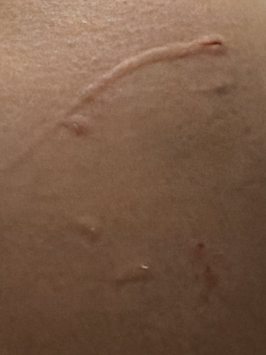 AshenMorii's tweet photo. Mia update: sorry been on hiatus been house sitting for a buddy who is deployed update cat does not like his nails clipped and clawed my shit lol but the other animals are sweet I'm really homesick https://t.co/X3A4WxczZ6