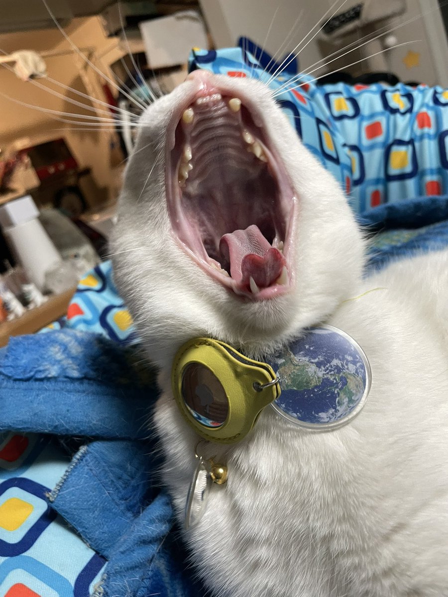 野良猫 tweet media
