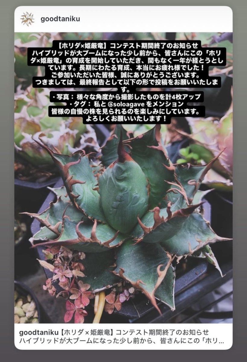 グッド多肉（goodtaniku） (@xiejunxian6990) / Posts / X