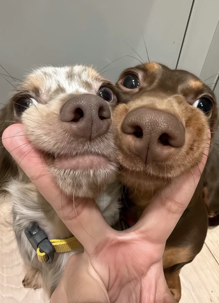 💖 (@twaniimals) on Twitter photo 