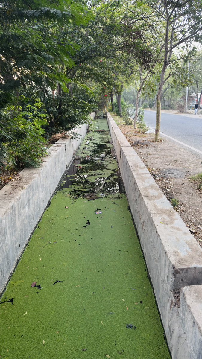 adogra_ail's tweet photo. @noida_authority @CeoNoida @ChiefSecyUP @CMOfficeUP @dmgbnagar @dr_maheshsharma @NandiGuptaBJP @PankajSinghBJP @UPGovt @MoHUA_India @InfoDeptUP Orignal clean Noida full of green water Noida @noi_authority @CeoNoida @dmgbnagar  Sec 142,143 https://t.co/a0a2Innqgt
