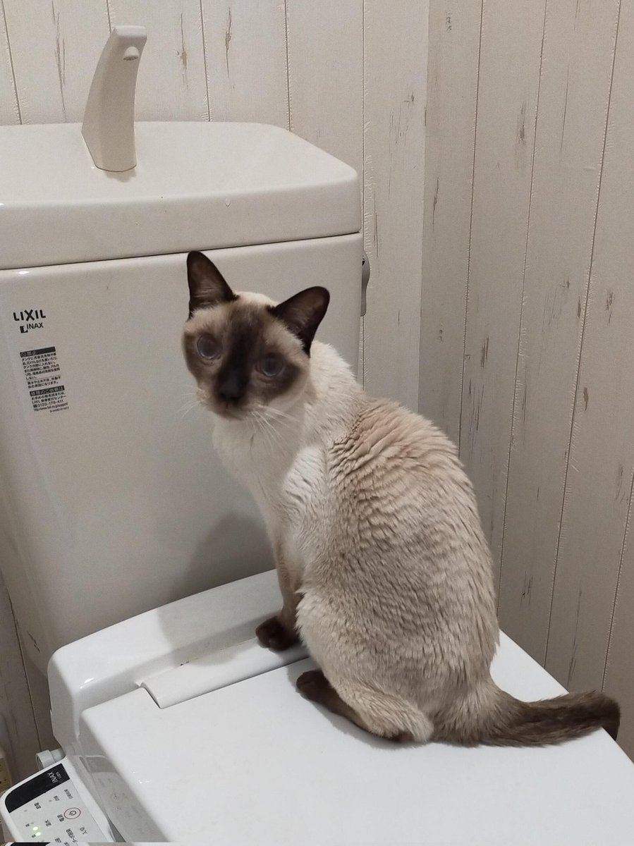 猫カフェ様 猫カフェ にゃーにゃーにゃー (@nekocafenya) / Posts / X