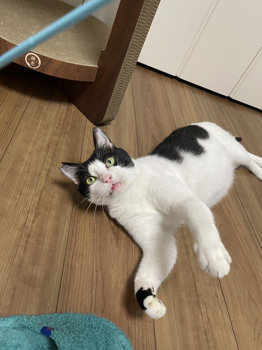 保護猫カフェ かつお(シェルター) tweet media