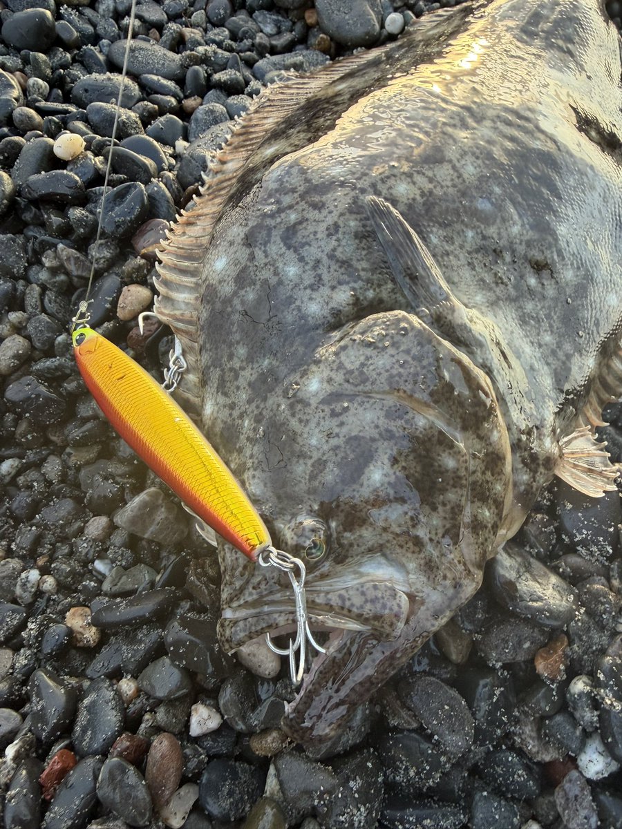247fishingclub's tweet photo. 仿¥ã®åçã¯ç¶ºéºã§ãð
#buddyworks
#yoroicustom
#247fishingclub https://t.co/yTLzbGm7WO