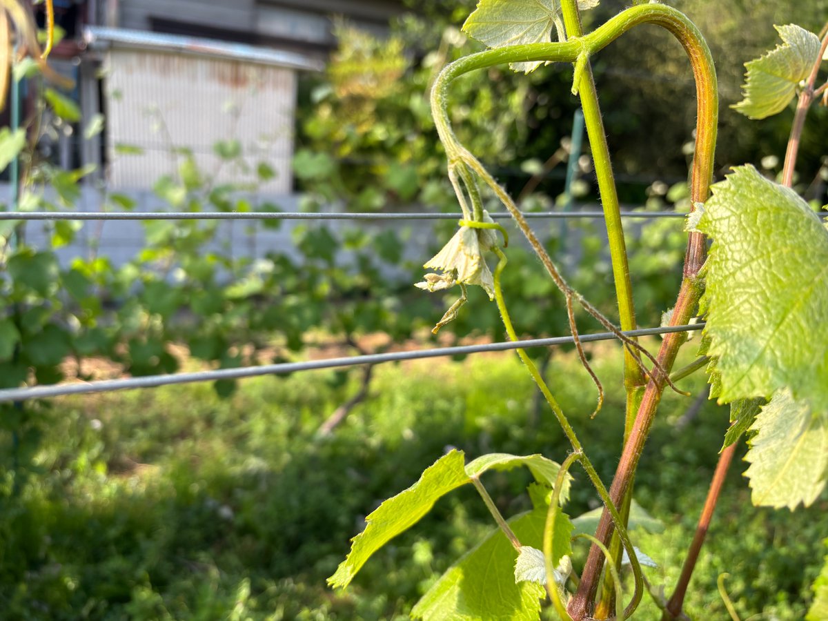 TokyoWinery's tweet photo. ブドウのツルは本当にやっかい。自分で自分の葉っぱに巻きついたり、芽の先端に巻き付いたり、お隣の子の邪魔をしてみたり（笑）でも、とてもきれいだし生命力を感じるのでなんか好き。
防草シートが貼ってある畑では、ツルも下には落とせないので、バケツに取っていきます。 https://t.co/Q1YpebiwTL