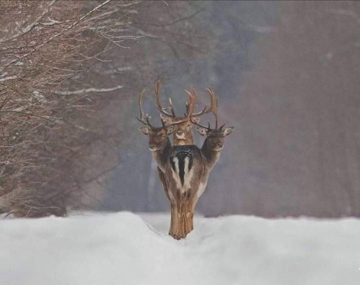 Deerpostss's tweet photo. Durrberus https://t.co/p2NQD8ES4i
