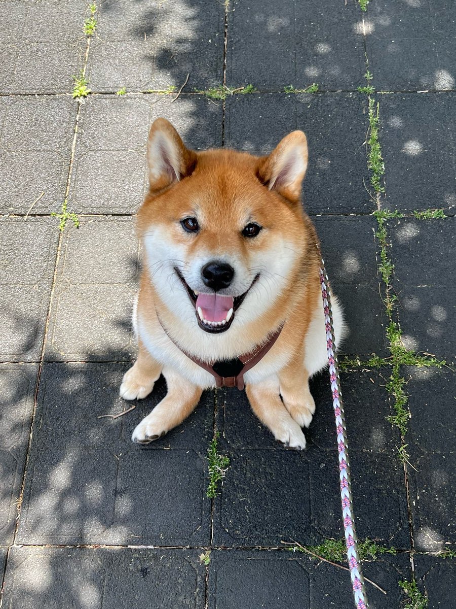 柴犬くう🌈くまとら時々大工 (@hajisan0525) / Posts / X