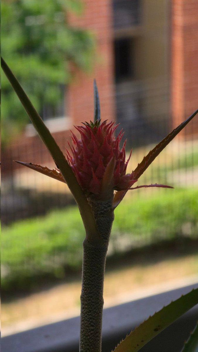 Pabloweppu's tweet photo. "Al igual que la planta de la piña, la paciencia produce las recompensas más dulces" https://t.co/hJ0sGI1Hhg