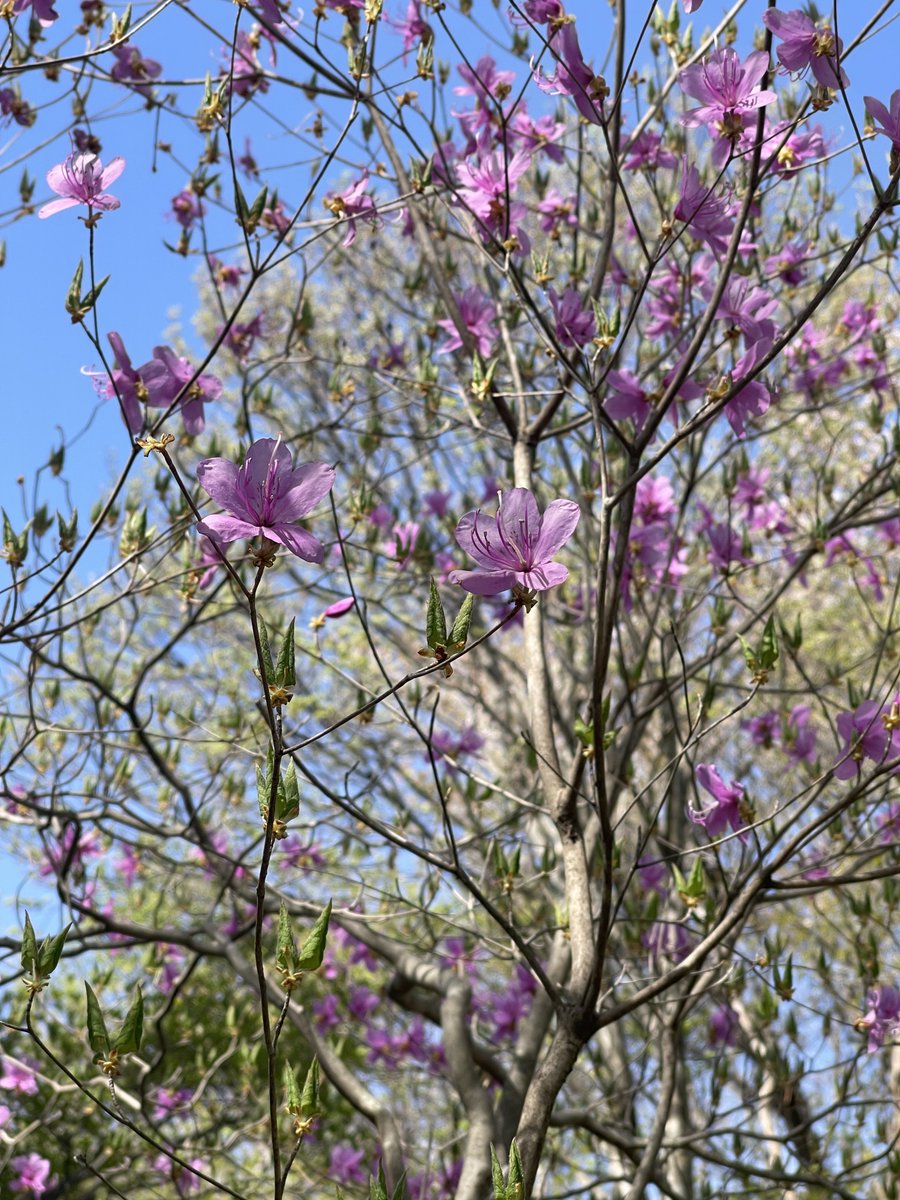 本日の森の様子】ヤマツツジが開花しました！ 紫色のトウゴク
