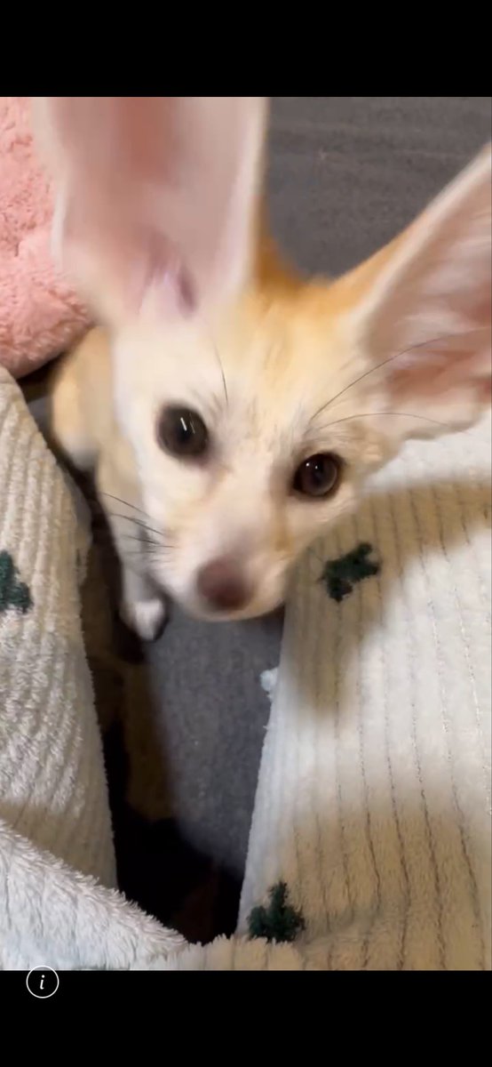 フェネック