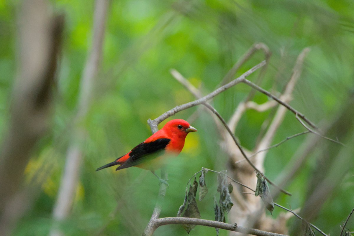 softhacked furby god tweet media
