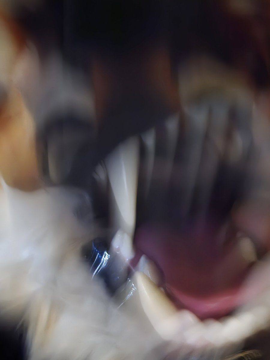 Dumb Saber tweet media