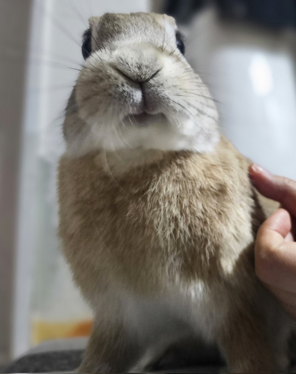앨빈과 마리는 토끼 tweet media