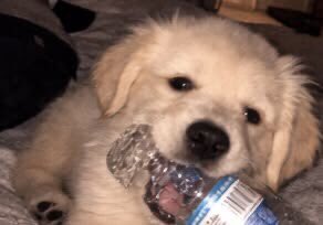 SiliGremlin's tweet photo. Grr,,, chewin on my bottle,,, https://t.co/zmgSDWkOiM