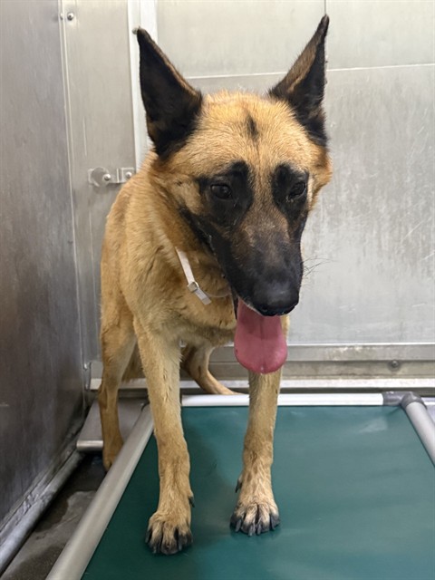 LancasterAnimalShelt tweet media