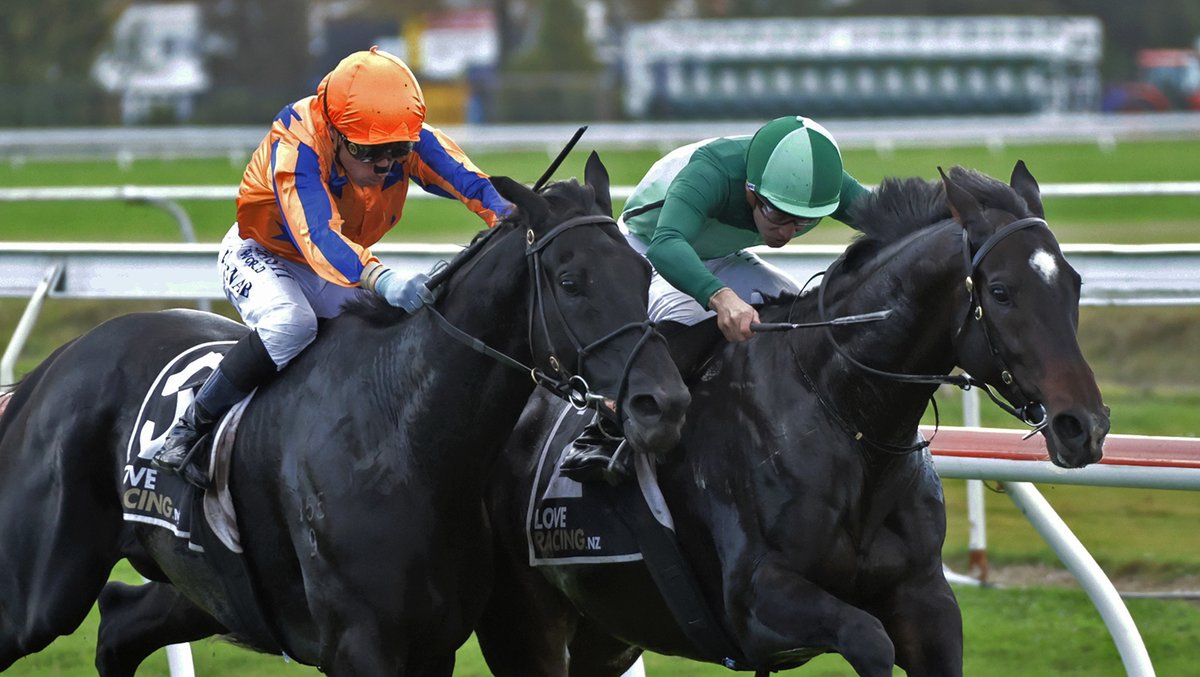 KarakaChat's tweet photo. Ready to Run Sale Trifecta in Rotorua Cup

NZB Ready to Run Sale graduates finished first, second and third in Saturday’s $100,000 Listed Campbell Infrastructure Rotorua Cup (2200m), headed by an underrated gelding who is taking his career to new heights.🎉

#Pacifico (NZ) (Ardrossan) went through the 2022 Ready to Run Sale at Karaka as a member of the KB Bloodstock draft, but did not meet his $75,000 reserve. He has had 26 starts for seven wins and eight placings, earning $249,665 for his owner-breeders Jomara Bloodstock👏🏻

Forsman has been proud of Pacifico’s progress.

“He is a neat horse and just so honest,” he said.

“He is a horse that keeps surprising, keeps stepping up and is getting better and better with age. Now that he’s won over ground, it opens up a lot more options for him.

Read more 👇🏼🗞: https://t.co/sS9Lxb2z4N