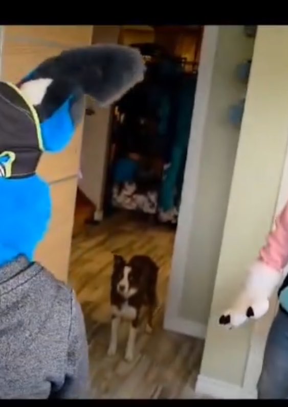 RhapsodyBarks tweet media