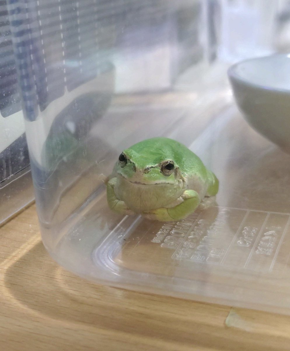 カエルさま専用ʕ·ᴥ·ʔ ぴょこんとカエルLMC セマダラヤドクガエル / Pyokon to Kaeru LMC