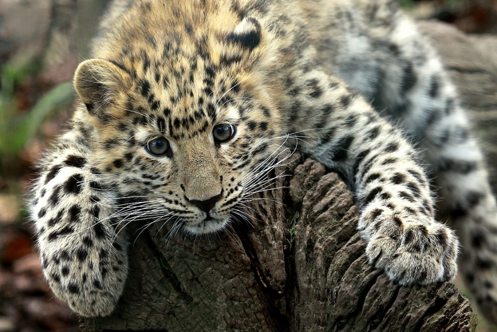 Amur Leopard tweet media