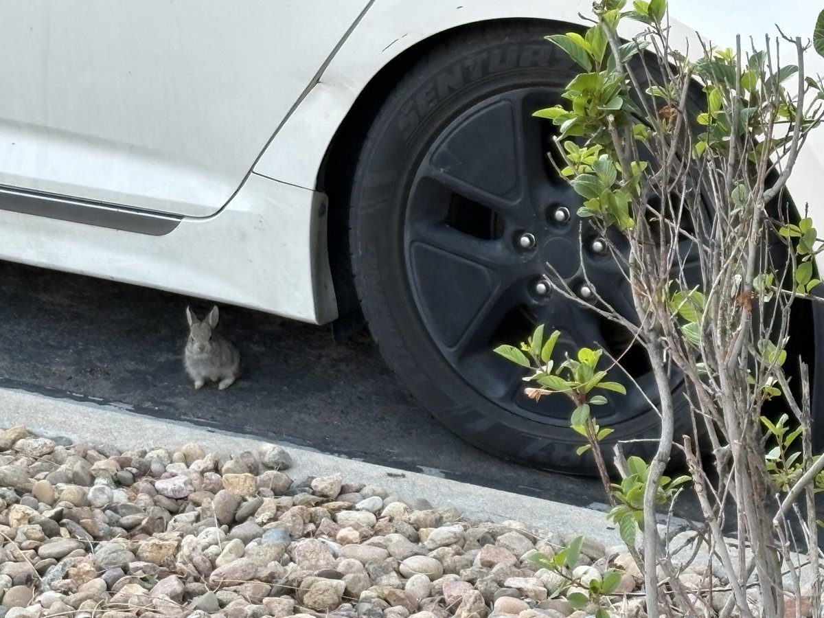 LucysATM's tweet photo. The smallest baby bunny I’ve ever seen. 🥰 https://t.co/msa4CudfBX