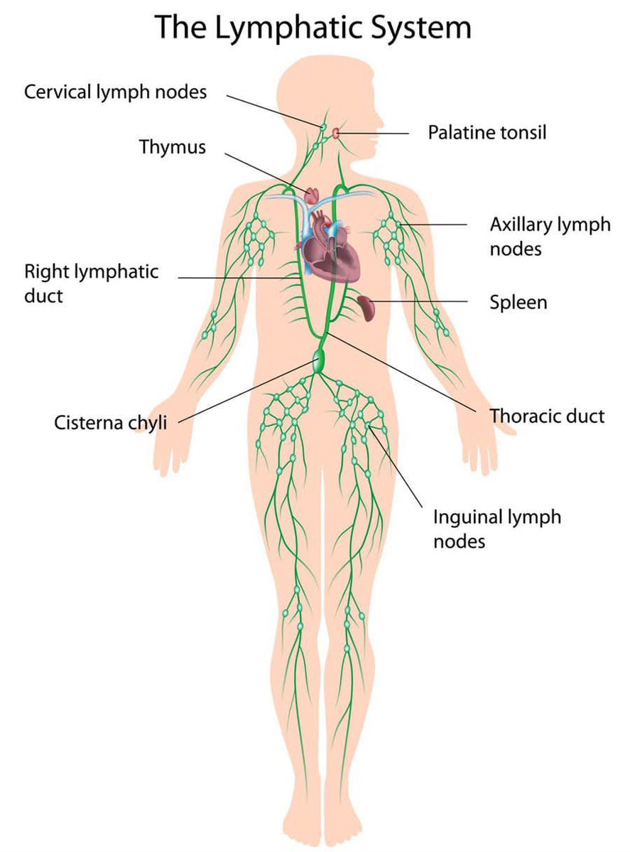 Medical knowledge tweet media
