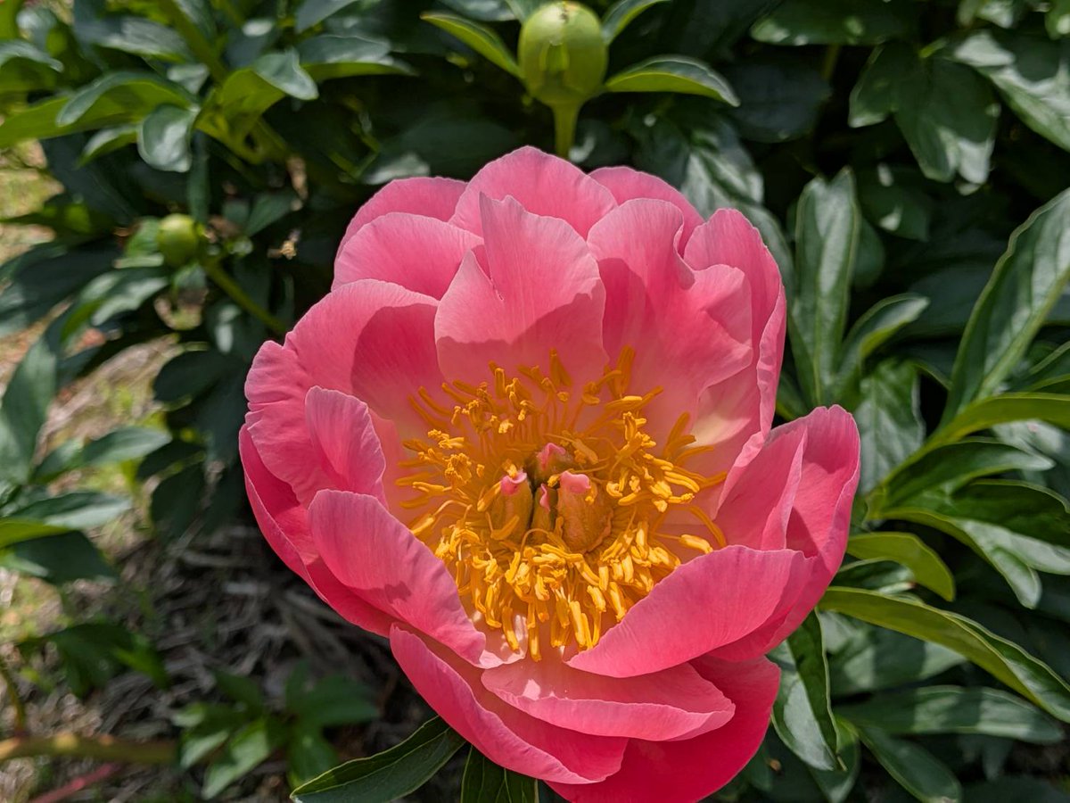 花のまち 五泉】 芍薬（しゃくやく）が咲き始めました🌺 まだ蕾が多い