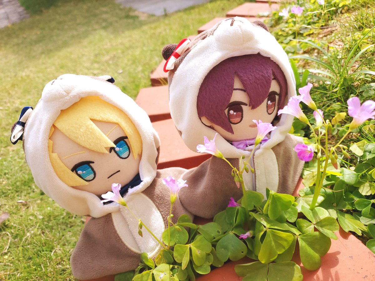 Post by もこもこあわ～🌿✨ on X: ✨️🌼✨️