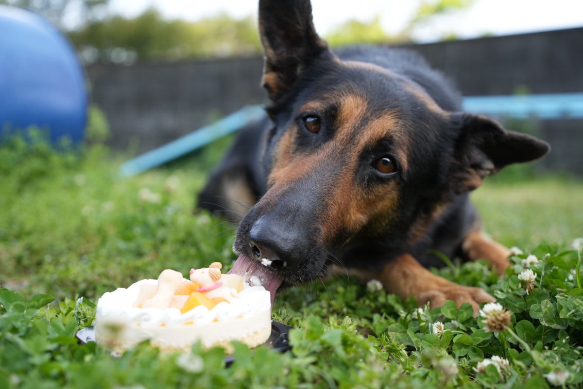 厳しい訓練をしている警察犬のリラックスタイム♪
 ｢お誕生日おめでとう！｣
警察犬の色んな写真は毎週月曜更新中！

#高知県警 #高知県 #警察犬 #癒やし #かわいい #犬 #シェパード #ラブラドールレトリバー #直轄犬 #大型犬 #リュウ #バロン #子犬