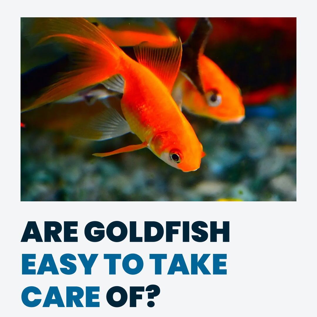 Guidarium's tweet photo. We’ve been lied to about goldfish. 🐠
They aren’t starter pets. They don't belong in bowls. And they definitely shouldn't be dying after a few months. Here is the harsh reality about the world’s most misunderstood pet, and what it actually takes to keep them alive: 👇 

#goldfish https://t.co/5vrThu4cZr
