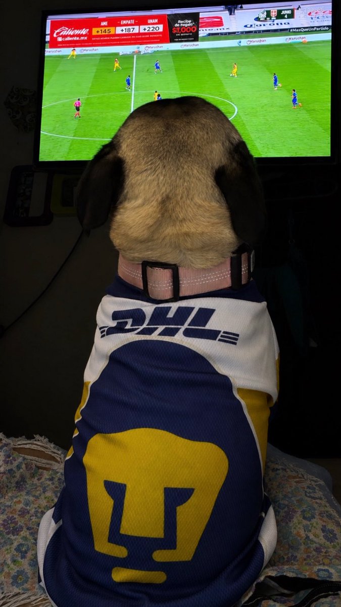 danny_malik_'s tweet photo. #MasQueUnPartido 

Vamos @PumasMX con garraaaa 💙💛 https://t.co/H8BtW7EyHi