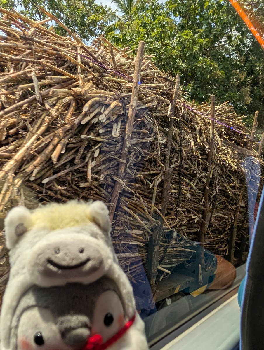 🎠「枝をたくさん積んだトラック🚚を
　　追い抜きました
　　同じようなトラックが多く走って
　　いるのですが なにに使うのでしょう🤔」