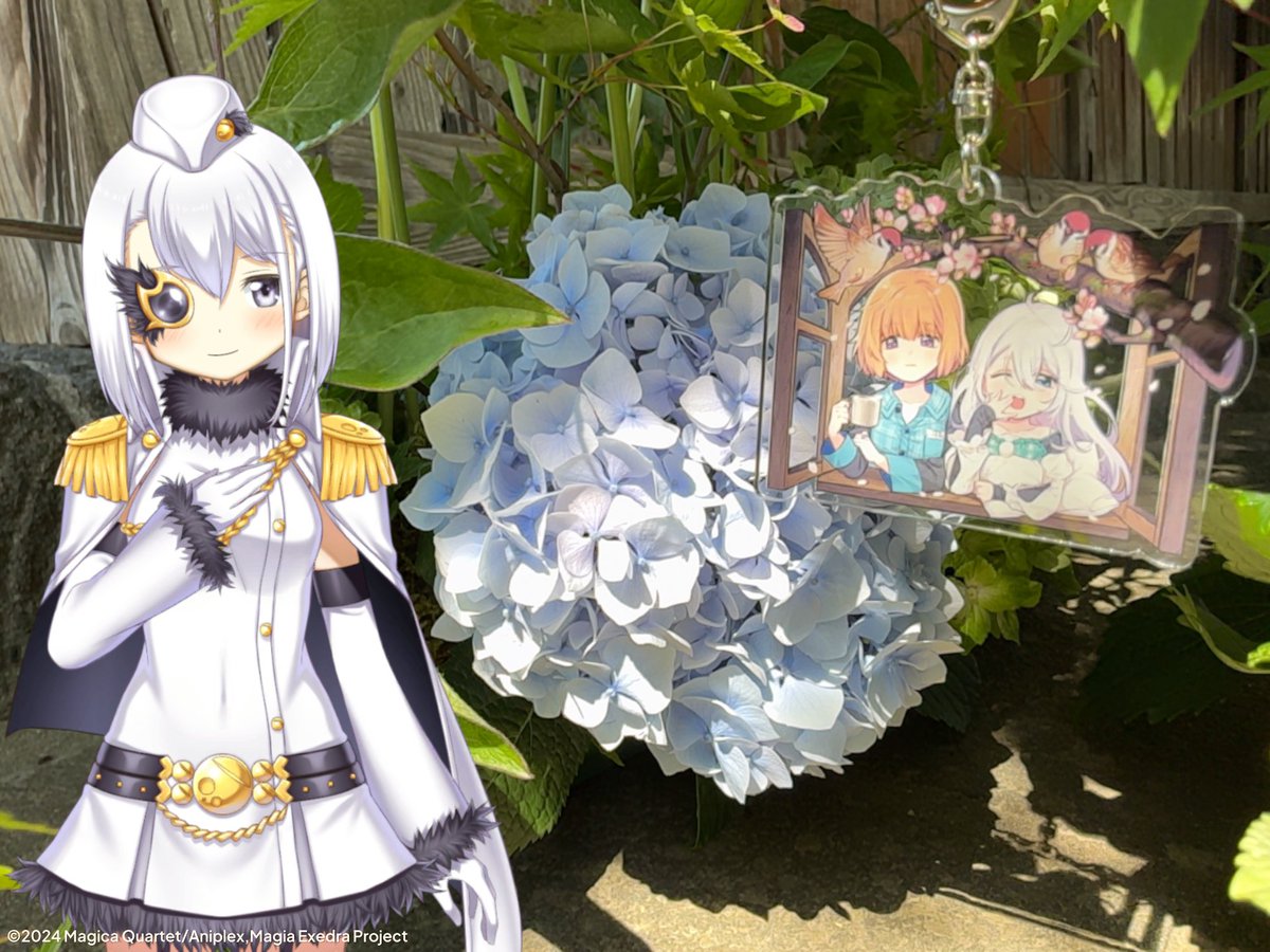 紫陽花が咲いていたであります 今年初めて見るでありますな、5月な気分