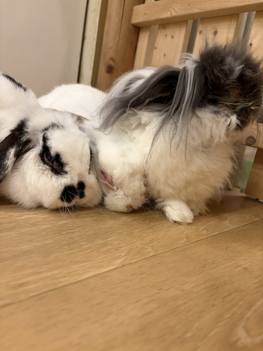 うさぎカフェ もふれる tweet media