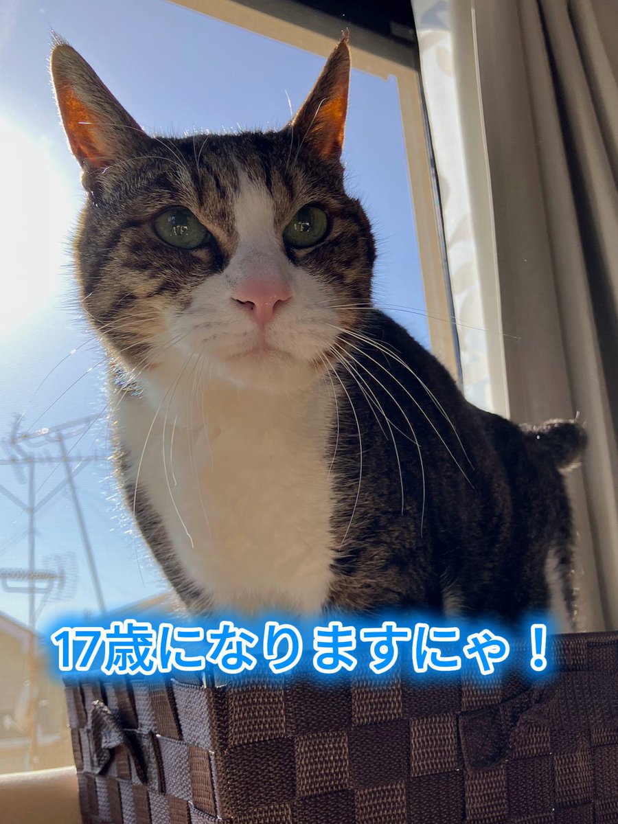 保護猫カフェ😺和猫かふぇ@横浜三ツ沢😸（完全予約制１名様でも貸切） tweet media
