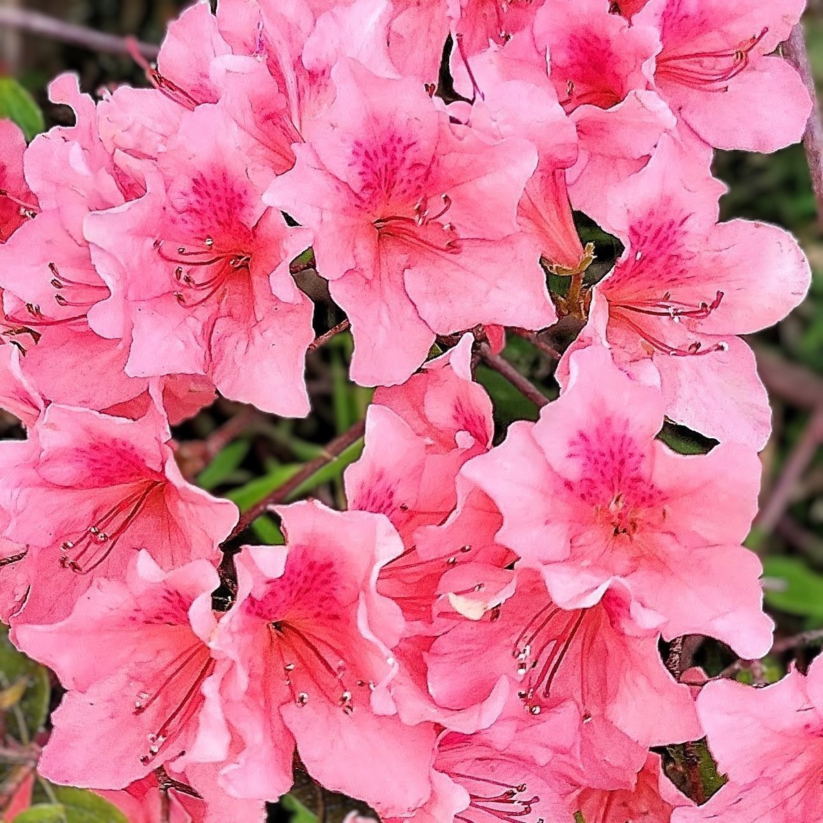 💗💗💗🌸💗💗💗🌸💗💗💗🌸💗 #TLを花でいっぱいにしよう #アッツザクラ