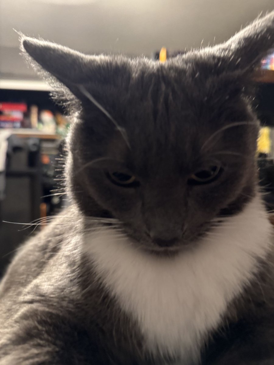 fattcattvt's tweet photo. https://t.co/jGGFkIO2RD