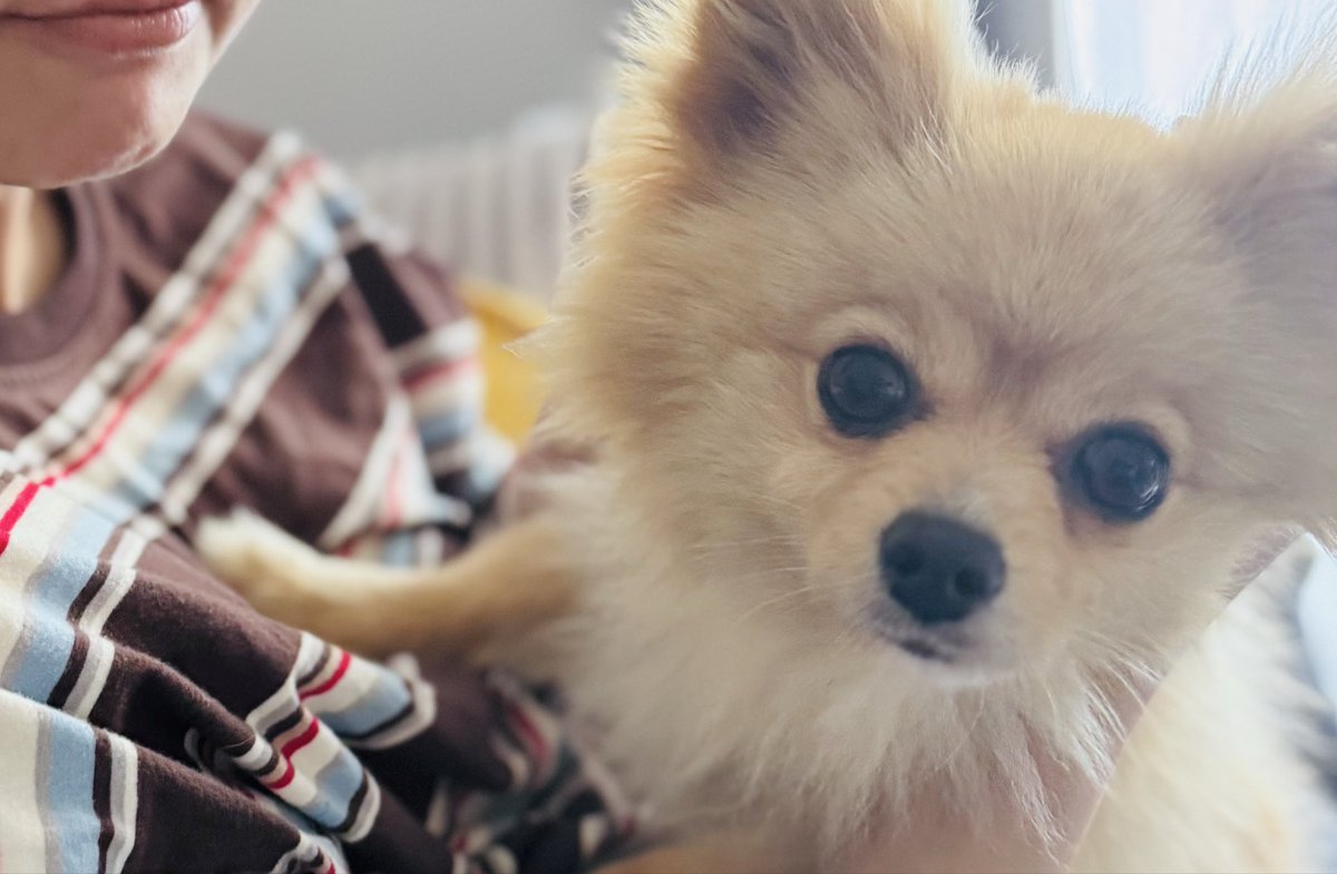 Kevinchanvision's tweet photo. 閣下念願の保護犬を
お迎えしました。

人間界に慣れさせるのはもちろん
先住ねこ氏との共存など

繊細で24時間気を張る、
だけれども愛情溢れる日々を
過ごしてます。 https://t.co/eYhnUG6i3d