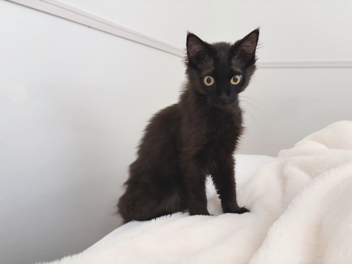 講談社 黒猫を飼い始めた
