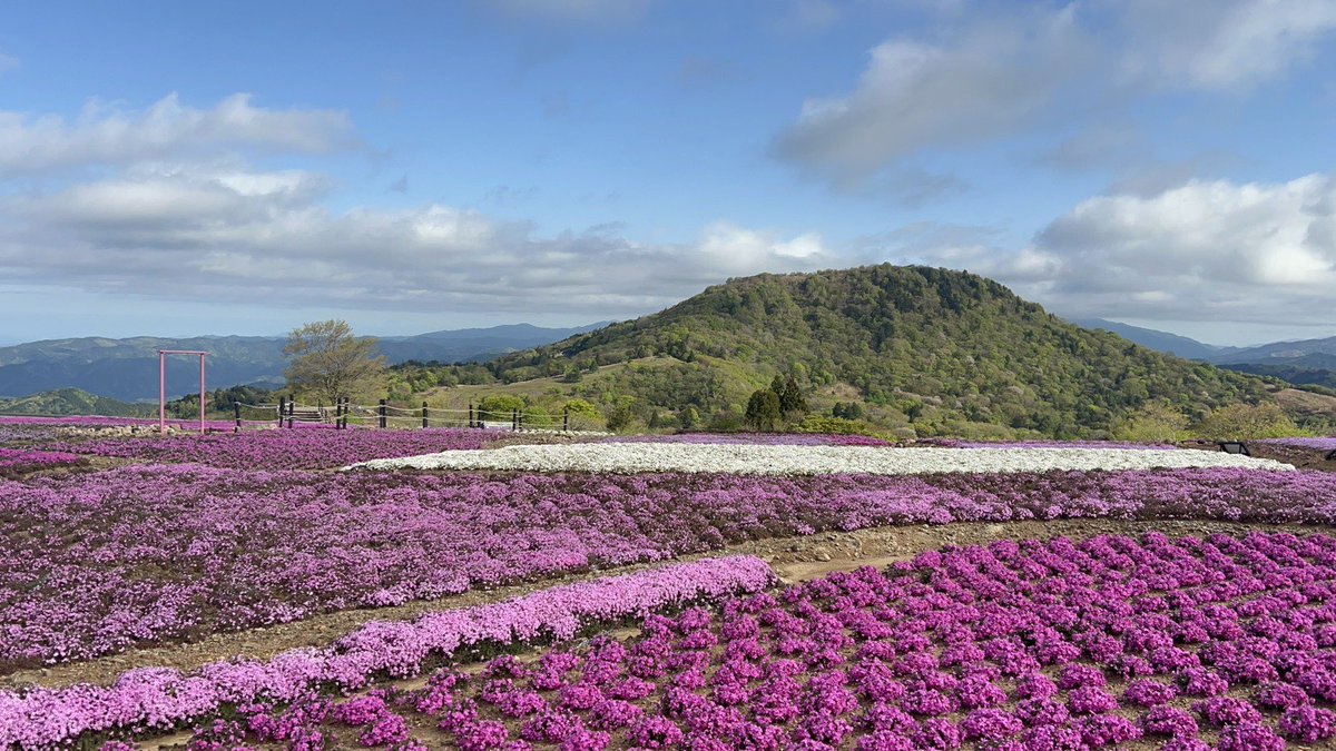 chausu_kogen's tweet photo. 茶臼山高原の5/11
芝桜の開花状況は
5〜6割程度の開花となっております。

#茶臼山高原 #茶臼山芝桜 #芝桜 #芝桜 https://t.co/DFiPtfrJYz