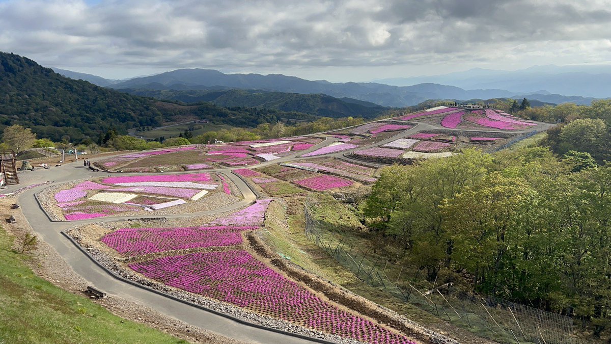 chausu_kogen's tweet photo. 茶臼山高原の5/11
芝桜の開花状況は
5〜6割程度の開花となっております。

#茶臼山高原 #茶臼山芝桜 #芝桜 #芝桜 https://t.co/DFiPtfrJYz