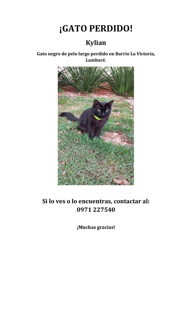 Buenas! Kylian está perdido desde el viernes, es del barrio la Victoria de Lambaré, si lo ven, llamar al número del flyer🥺 rt porfis