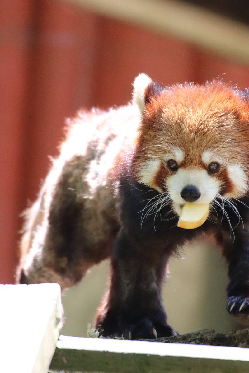joy_redpanda tweet media