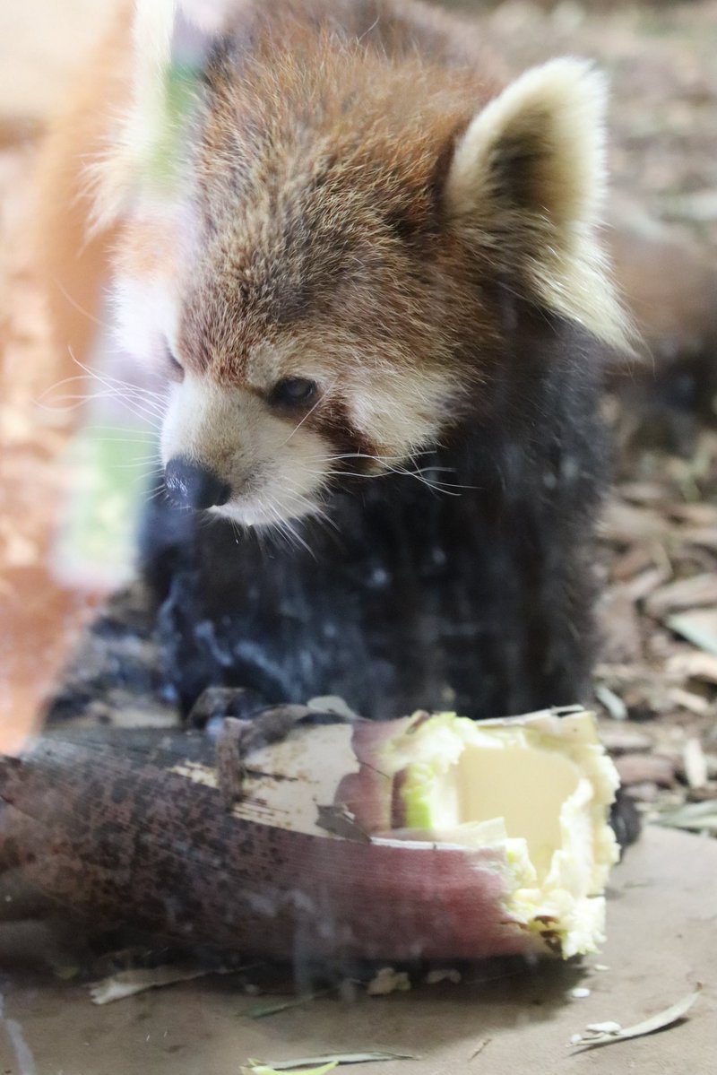 joy_redpanda tweet media