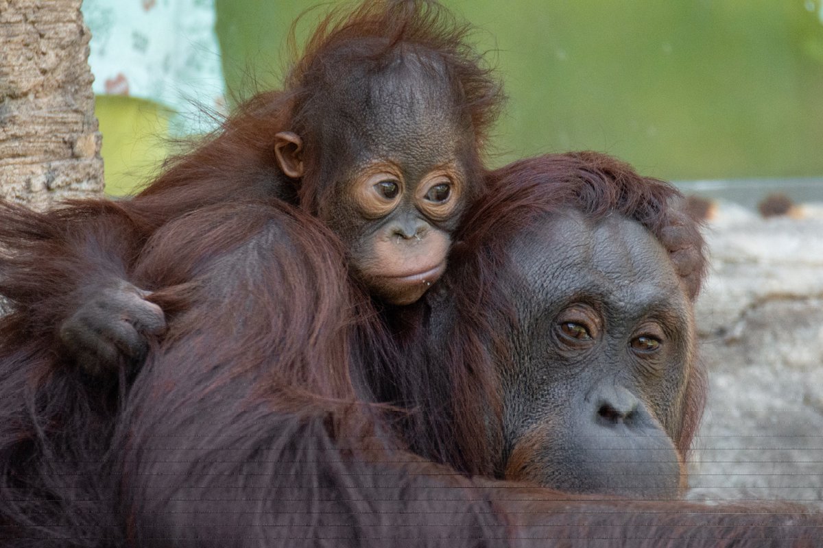 ape head fred tweet media