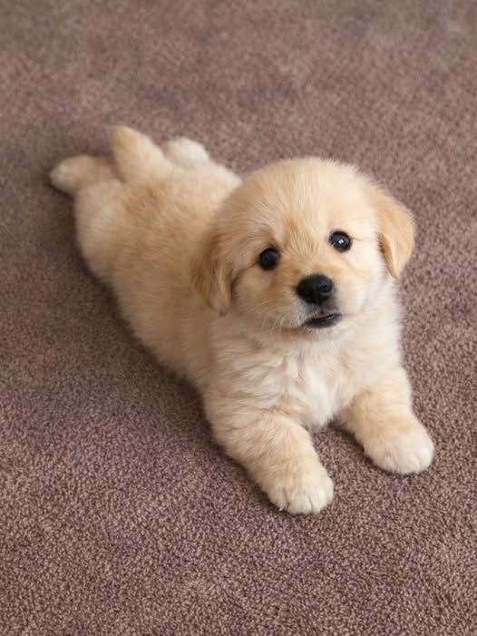 Puppies tweet media